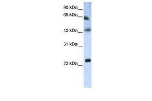 Image no. 1 for anti-Tetraspanin 3 (TSPAN3) (AA 110-159) antibody (ABIN6738259) (Tetraspanin 3 anticorps  (AA 110-159))