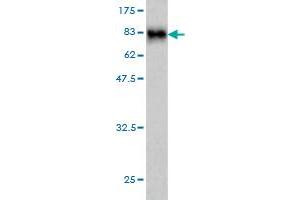 Western Blot detection against Immunogen (86.