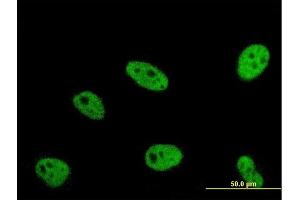 Immunofluorescence of monoclonal antibody to ERH on HeLa cell.