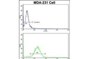 Flow cytometric analysis of MDA-231 cells using FABP3 Antibody (N-term)(bottom histogram) compared to a negative control cell (top histogram). (FABP3 anticorps  (N-Term))