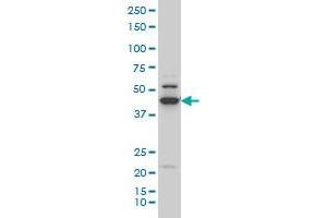 RUNX1 monoclonal antibody (M05), clone 4E7 Western Blot analysis of RUNX1 expression in Hela S3 NE (ABIN1339524). (RUNX1 anticorps  (AA 210-310))