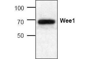 Image no. 1 for anti-WEE1 Homolog (S. Pombe) (WEE1) (C-Term) antibody (ABIN127016) (WEE1 anticorps  (C-Term))