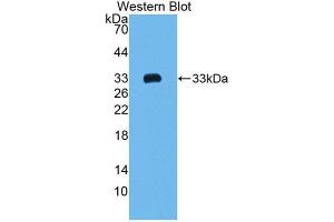 Western Blotting (WB) image for anti-Collagen, Type I, alpha 2 (COL1A2) (AA 1109-1372) antibody (ABIN1172560) (COL1A2 anticorps  (AA 1109-1372))