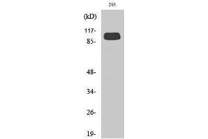 Western Blotting (WB) image for anti-Glutamate Receptor, Metabotropic 4 (GRM4) (C-Term) antibody (ABIN3185548) (Metabotropic Glutamate Receptor 4 anticorps  (C-Term))