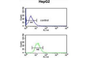 Flow cytometric analysis of HepG2 cells (bottom histogram) compared to a negative control cell (top histogram) using Fibulin-4  Antibody  (C-term), followed by FITC-conjugated goat-anti-rabbit secondary antibodies. (FBLN4 anticorps  (C-Term))