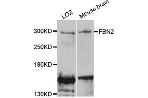 Western blot analysis of extracts of various cell lines, using FBN2 antibody (ABIN5996472) at 1:3000 dilution. (Fibrillin 2 anticorps)