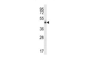 HMFG Antibody (C-term) (ABIN656815 and ABIN2846029) western blot analysis in Hela cell line lysates (35 μg/lane).