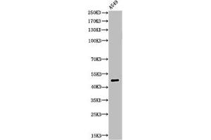 Western Blot analysis of A549 cells using Acetyl-EF-1 α1/2 (K41) Polyclonal Antibody