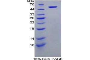 SDS-PAGE analysis of Rat FATP5 Protein. (SLC27A5 Protéine)