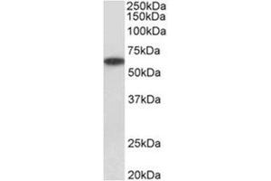 AP31932PU-N P2RX4 antibody staining of Human Kidney lysate at 1 µg/ml (35µg protein in RIPA buffer). (P2RX4 anticorps  (Internal Region))