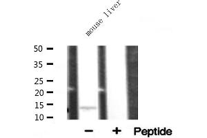 Western blot analysis of RPL34 expression in mouse liver lysate (RPL34 anticorps)