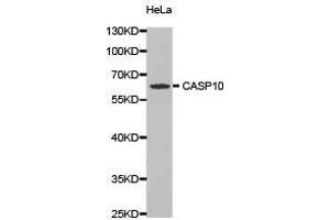 Western Blotting (WB) image for anti-Caspase 10, Apoptosis-Related Cysteine Peptidase (CASP10) antibody (ABIN1871452) (Caspase 10 anticorps)