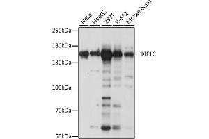 Western blot analysis of extracts of various cell lines, using KIF1C antibody (ABIN7268124) at 1:1000 dilution. (KIF1C anticorps  (AA 810-960))