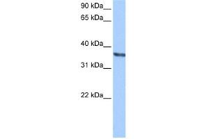 WB Suggested Anti-CHAD Antibody Titration: 0. (CHAD anticorps  (Middle Region))