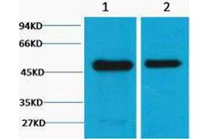 Western Blotting (WB) image for anti-Flotillin 1 (FLOT1) antibody (ABIN3178710) (Flotillin 1 anticorps)