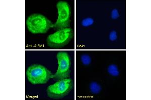 ABIN5893605-P1 Immunofluorescence analysis of paraformaldehyde fixed U2OS cells, permeabilised with 0. (AIF anticorps)