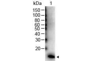 Western Blot of Rabbit anti-IL-2 Antibody Peroxidase Conjugated Lane 1: Human IL-2 Recombinant Protein Load: 50 ng per lane Secondary antibody: Peroxidase Conjugated IL-2 Antibody at 1:1000 for 60 min at RT Block: ABIN925618 for 30 min at RT Predicted/Observed size: 16 kDa, 16 kDa (IL-2 anticorps  (HRP))
