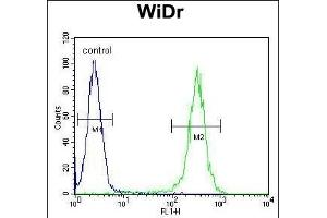 B4GALT5 Antibody (C-term) (ABIN651558 and ABIN2840299) flow cytometric analysis of WiDr cells (right histogram) compared to a negative control cell (left histogram).