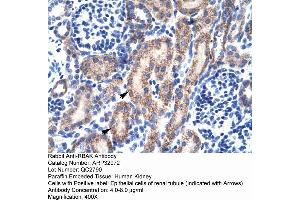 Human kidney (RBAK anticorps  (Middle Region))