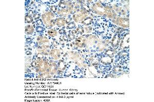 anti-Immediate Early Response 2 (IER2) (N-Term) antibody