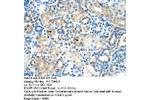 Human kidney (IER2 anticorps  (N-Term))