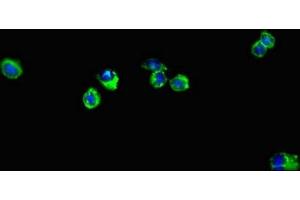 Immunofluorescent analysis of Hela cells using ABIN7151377 at dilution of 1:100 and Alexa Fluor 488-congugated AffiniPure Goat Anti-Rabbit IgG(H+L) (ENTPD7 anticorps  (AA 51-350))