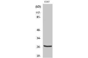 Western Blotting (WB) image for anti-Cathepsin Z (CTSZ) (cleaved), (Leu62) antibody (ABIN6287335) (Cathepsin Z anticorps  (cleaved, Leu62))