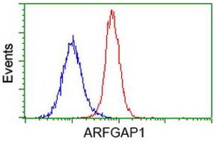 Flow cytometric Analysis of Hela cells, using anti-ARFGAP1 antibody (ABIN2454308), (Red), compared to a nonspecific negative control antibody, (Blue). (ARFGAP1 anticorps)