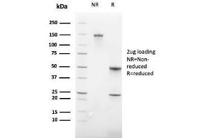 SDS-PAGE Analysis Purified CD235a Recombinant Rabbit Monoclonal Antibody (GYPA/3219R). (Recombinant CD235a/GYPA anticorps)