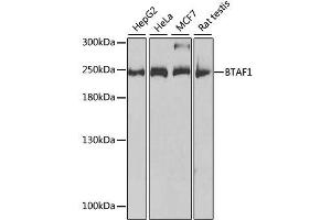 Western blot analysis of extracts of various cell lines, using BTAF1 antibody. (BTAF1 anticorps  (AA 1600-1849))