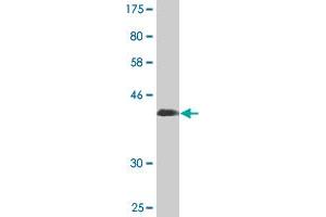Western Blot detection against Immunogen (41.