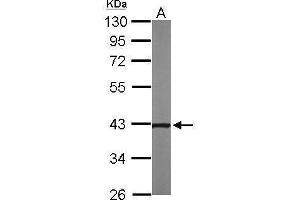 WB Image Sample (50 ug of whole cell lysate) A: Mouse brain 10% SDS PAGE antibody diluted at 1:1000 (NOV anticorps  (Center))