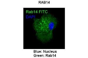 Lanes :  Murin JAWS-II cell line  Primary Antibody Dilution :   1:100   Secondary Antibody :  Anti-rabbit-FITC  Secondary Antibody Dilution :   1:1000  Gene Name :  Blue: Nucleus Green: Rab14  Submitted by :  RAB14