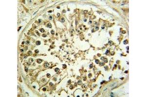 WNT1 antibody IHC analysis in formalin fixed and paraffin embedded human testis.