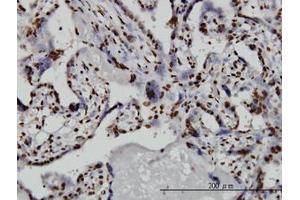 Image no. 4 for anti-TATA Box Binding Protein Associated Factor 11 (TAF11) (AA 158-211) antibody (ABIN598957) (TAF11 anticorps  (AA 158-211))