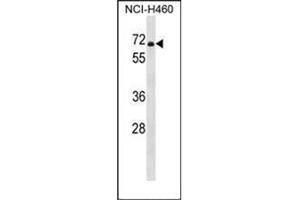 Western blot analysis of PDE1B Antibody (C-term) in NCI-H460 cell line lysates (35ug/lane). (PDE1B anticorps  (C-Term))