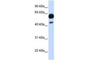 Image no. 1 for anti-Cell Division Cycle 25 Homolog A (S. Pombe) (CDC25A) (C-Term) antibody (ABIN6744354) (CDC25A anticorps  (C-Term))
