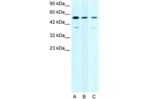 Western Blotting (WB) image for anti-H2.0-Like Homeobox (HLX) antibody (ABIN2463830) (HLX anticorps)