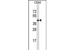 TNFRSF10D Antibody (C-term) (ABIN657664 and ABIN2846657) western blot analysis in CEM cell line lysates (35 μg/lane). (DcR2 anticorps  (C-Term))