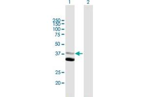 Western Blot analysis of MAP1D expression in transfected 293T cell line by MAP1D MaxPab polyclonal antibody. (MAP1D anticorps  (AA 1-335))