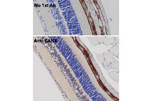 Immunohistochemistry (IHC) image for anti-Calnexin (CANX) (C-Term) antibody (ABIN1440008)