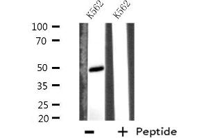 Western blot analysis of extracts from K562 cells using EFEMP2 antibody. (FBLN4 anticorps  (Internal Region))