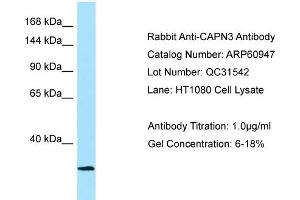 Western Blotting (WB) image for anti-Calpain 3 (CAPN3) (Middle Region) antibody (ABIN2788628) (Calpain 3 anticorps  (Middle Region))