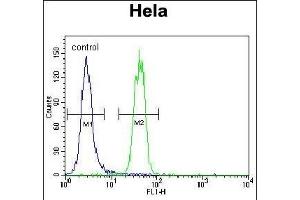 SUMO1 Antibody (N-term) (ABIN1882136 and ABIN2845486) flow cytometric analysis of Hela cells (right histogram) compared to a negative control cell (left histogram). (SUMO1 anticorps  (N-Term))