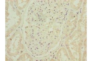 Immunohistochemistry of paraffin-embedded human kidney tissue using ABIN7144631 at dilution of 1:100