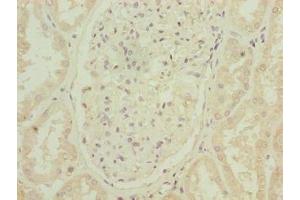 Immunohistochemistry of paraffin-embedded human kidney tissue using ABIN7144631 at dilution of 1:100 (ARPIN anticorps  (AA 1-226))