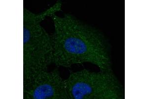 Immunofluorescence (IF) image for anti-Formiminotransferase Cyclodeaminase (FTCD) (N-Term) antibody (ABIN6254252)