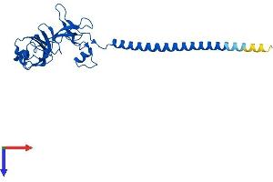 AlphaFold protein structure predicition of Human Recombinant RPS6 Protein, UniprotID P62753