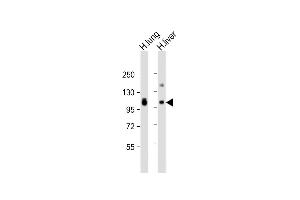 All lanes : Anti-AOC3 Antibody (Center) at 1:2000 dilution Lane 1: human lung lysate Lane 2: human liver lysate Lysates/proteins at 20 μg per lane. (AOC3 anticorps  (AA 613-640))