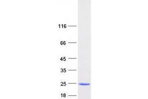 Validation with Western Blot